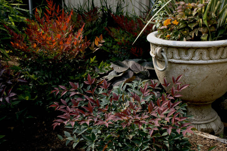 A Nandina ‘Flirt’ shrub has red foliage year-round. Photograph courtesy of Sunset Plant Collection.