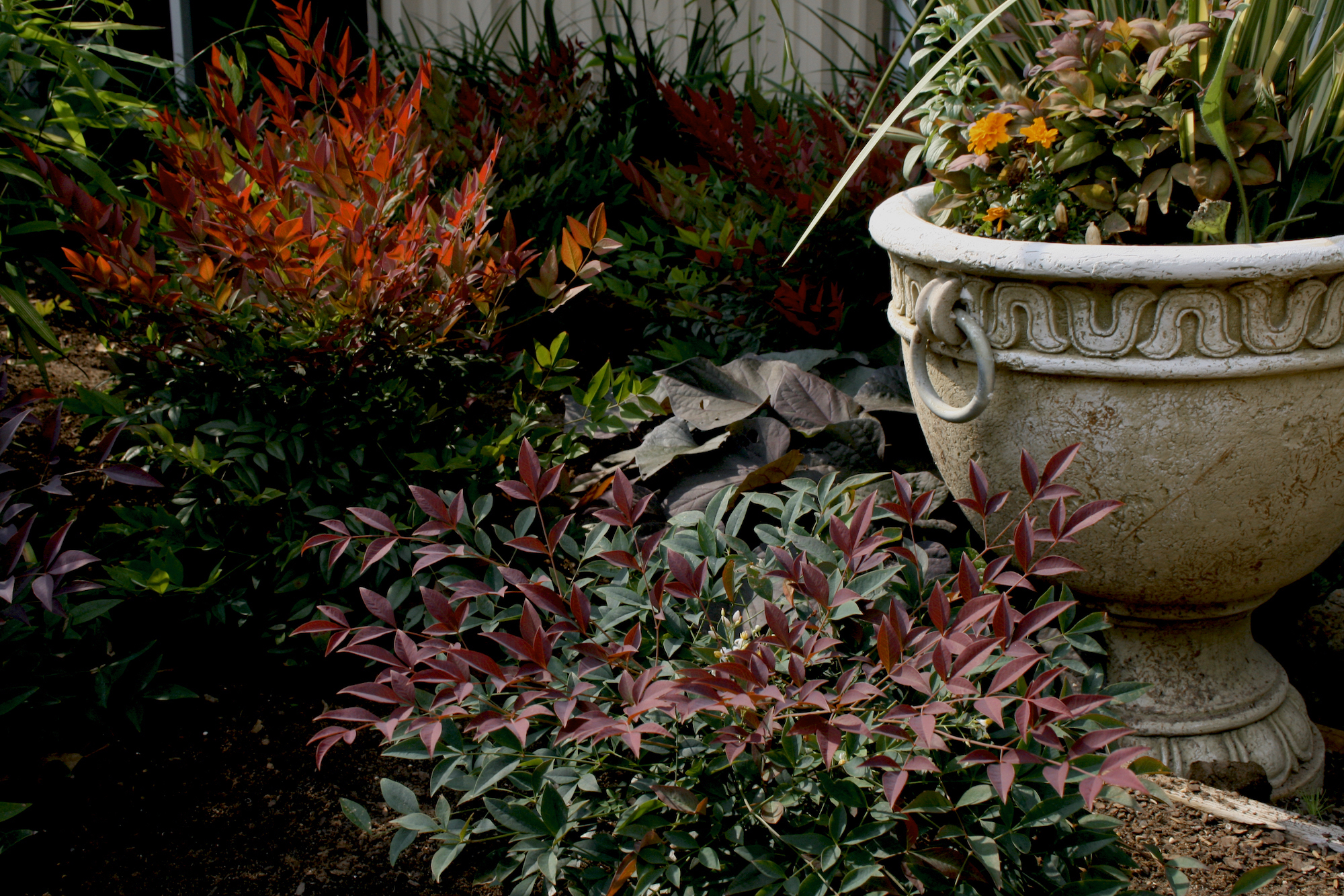 The Garden Decoder: What Is ‘Goth Gardening’? – Gardenista