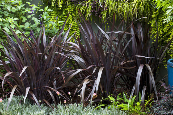 Phormium ‘Black Adder’ has been a long-standing favorite for Janet. “This is one of the darker leaved flax plants and is reliably shorter (4 to 5 feet in the garden) than others. Structurally it provides height and form to both borders and containers.”