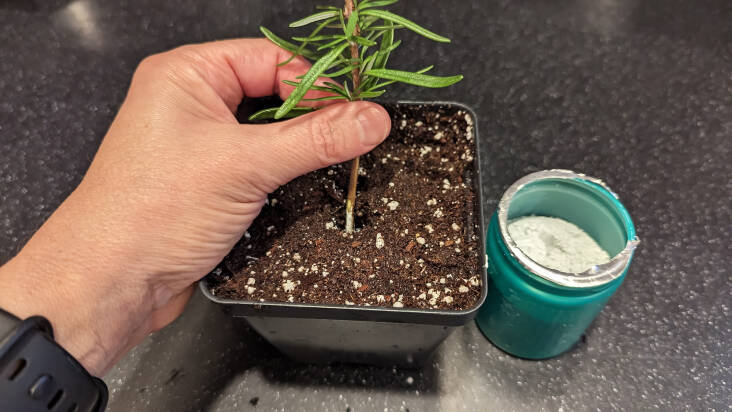 A rosemary cutting, dipped in rooting hormone and planted in sterile potting soil.
