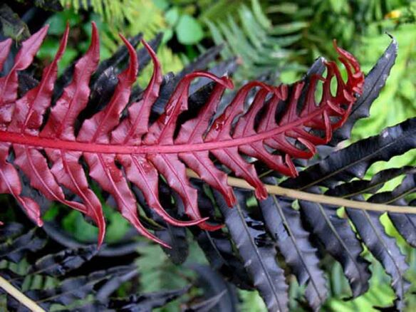 Blechnum Brasiliense