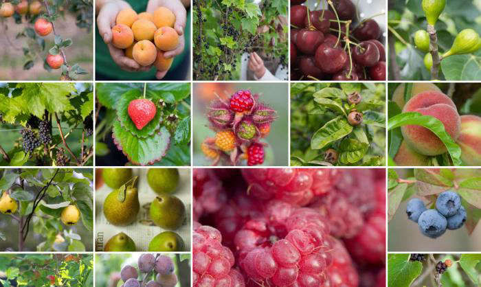 ANewGardeningAppfortheiPad-Gardenista