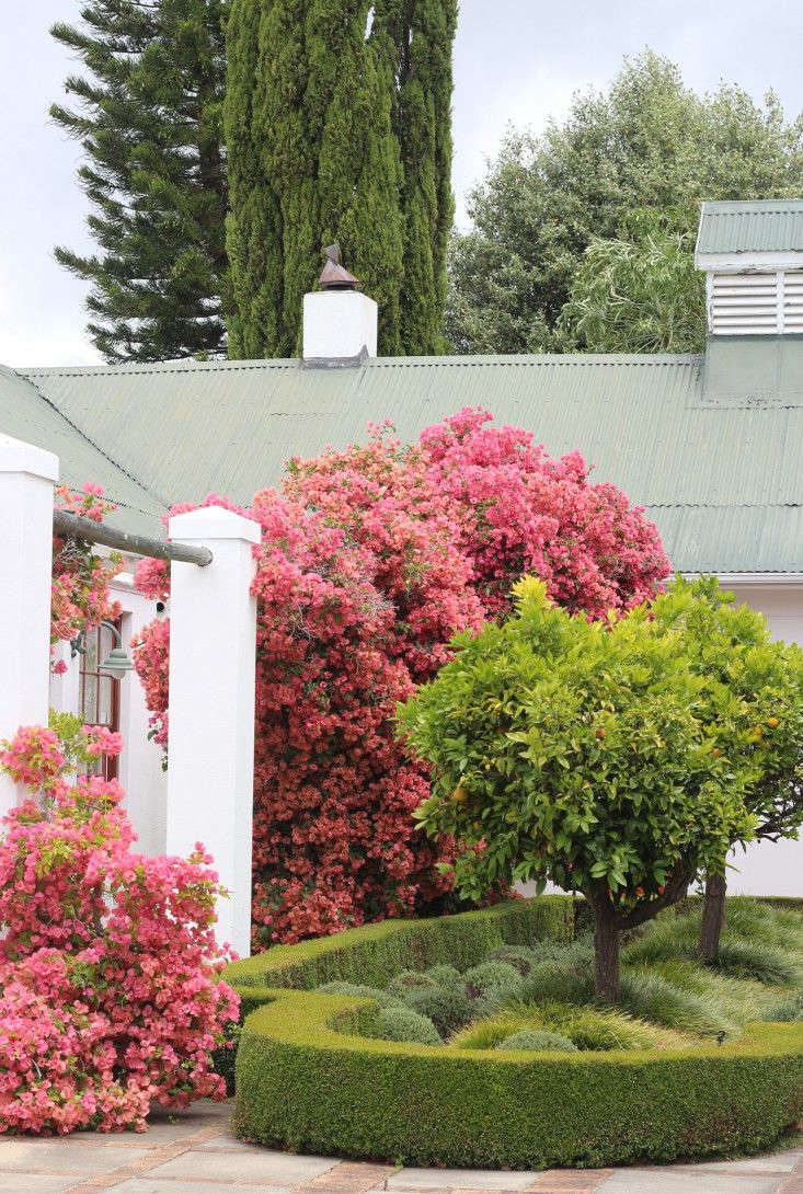 UndertheRadar:AFive-StarGardeninCapeTown-Gardenista