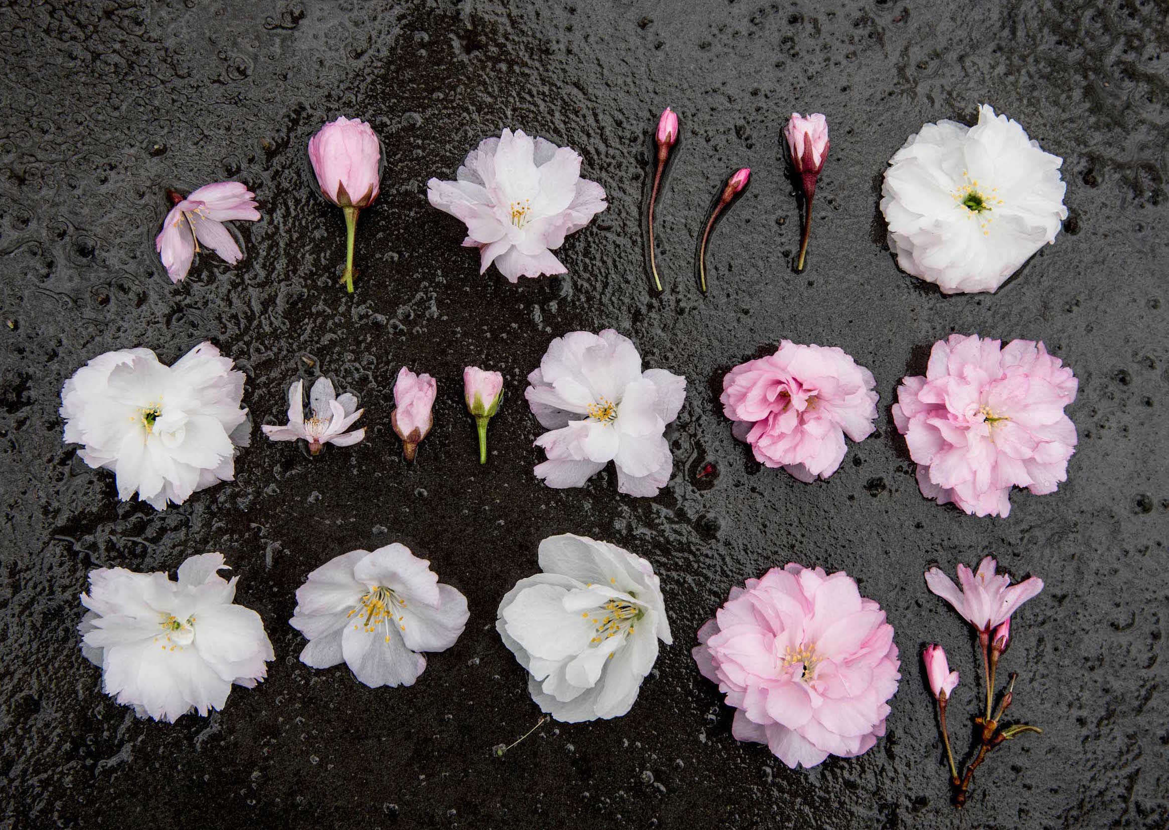 CurrentObsessions:CurledUpwithaCatalog-Gardenista