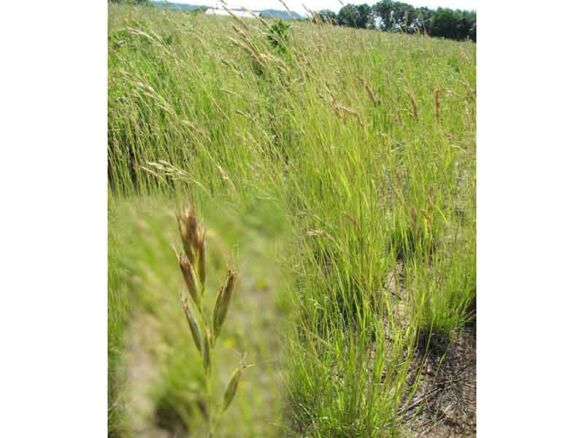 Poverty Oat Grass