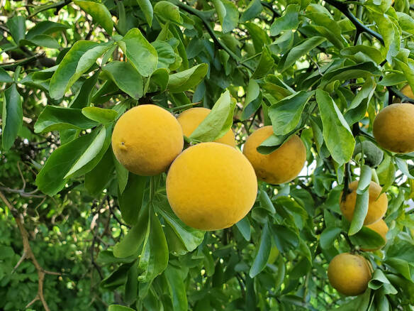 Hardy Orange: A Velvety, Cold-Climate Citrus