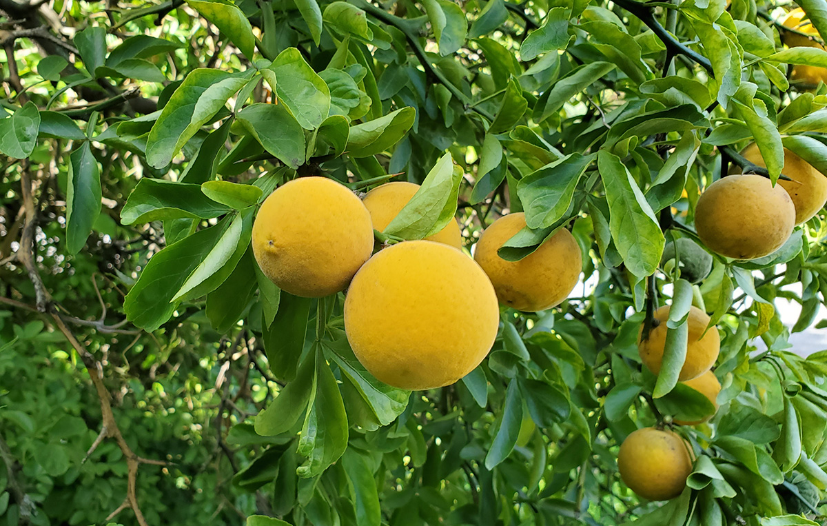 Hardy Orange: A Good Citrus to Grow in Cold Cimates