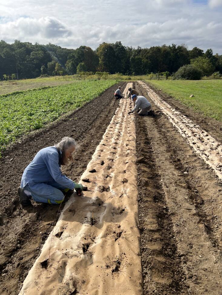 “We’re trying to find sustainable ways to grow native plants without using plastic,” says Feinberg. The team has been trialing more sustainable methods, like cardboard and this OMRI-listed paper mulch, which will break down over time.