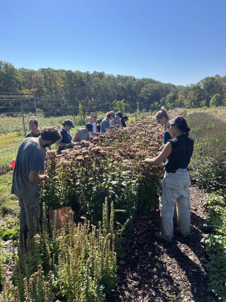 The farm crew helps harvests seeds of coastal plain Joe-Pye weed (Eutrochium dubium) by hand.