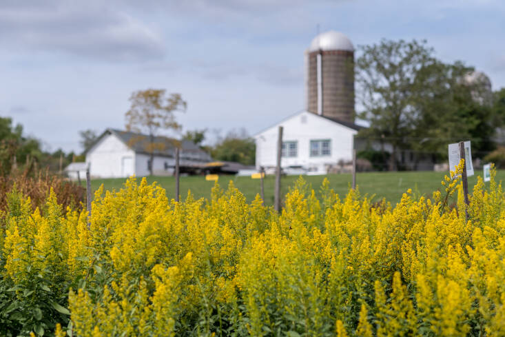 Showy goldenrod (Solidago speciosa) is one of the keystone species Hilltop Hanover grows in production. This fall-blooming beauty can reach six-feet in height and is a favorite of birds, who love to eat their seeds.