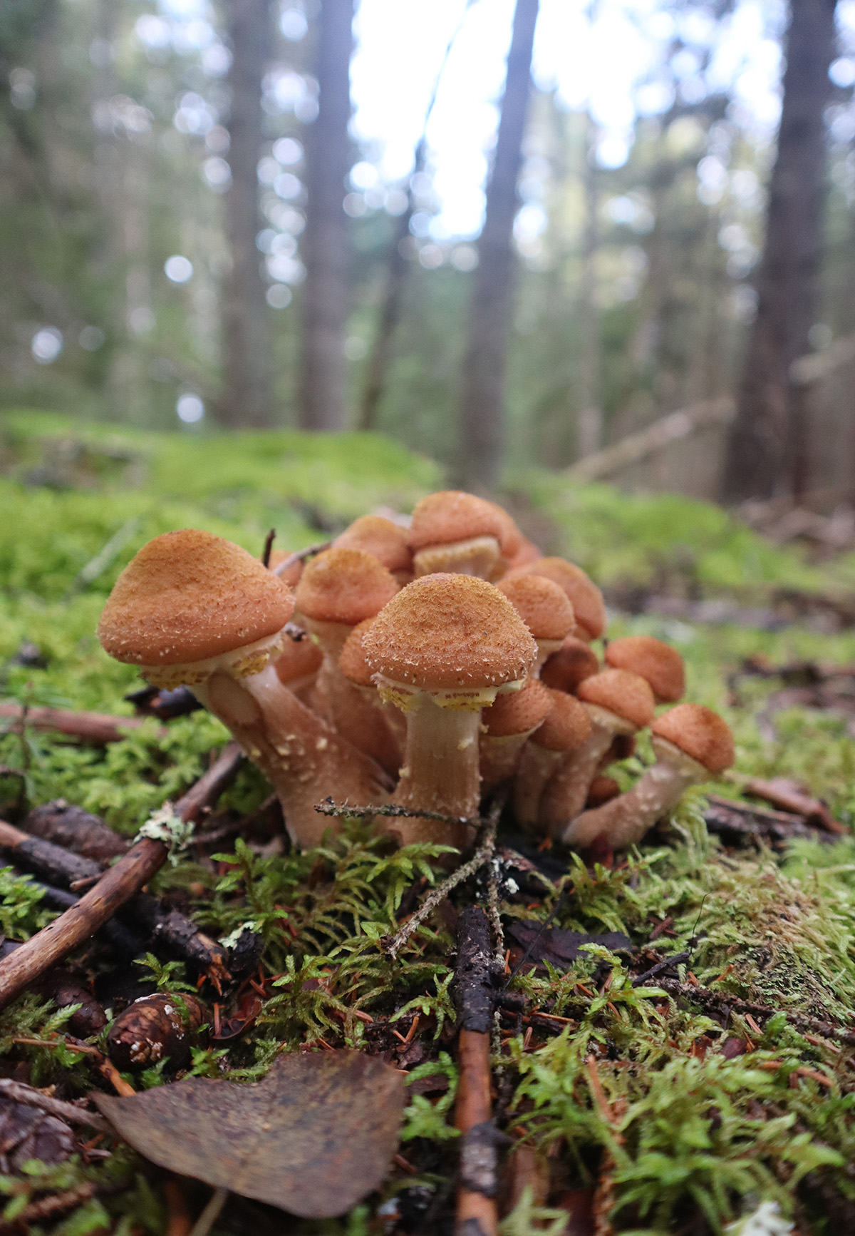 Honey Mushrooms: Armillaria Kill Trees but Are Delicious to Eat