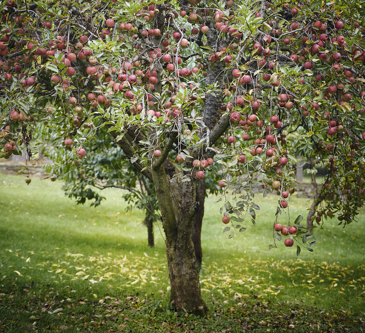 Fall Fertilizing: How to Prepare Your Lawn, Shrubs, Trees, and Perennials for a Restorative Winter Sleep – Gardenista