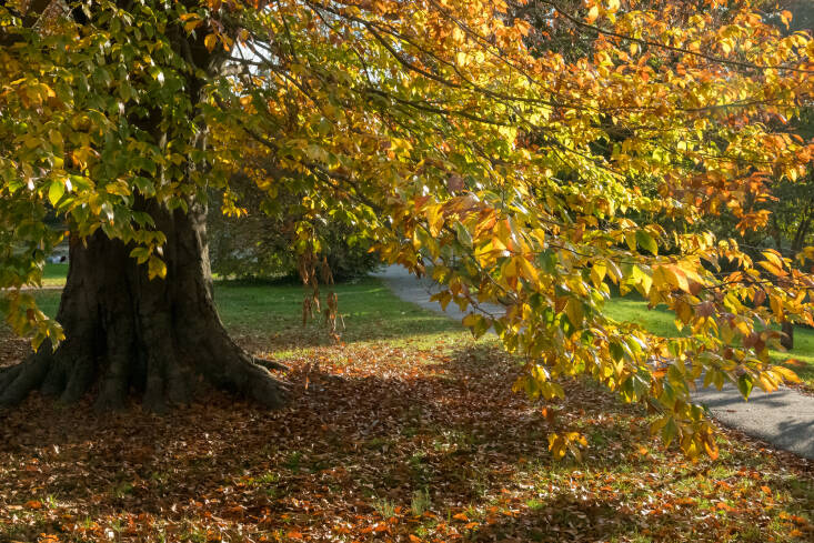 If you want to help your lawn (not get rid of it), mow the leaves in place (several times if necessary to get them small enough) and leave the pulverized leaves on the lawn.