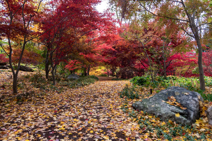 We&#8217;ve been conditioned to think that we have to clean up the leaves, but fallen leaves are not only beautiful, they help the soil.