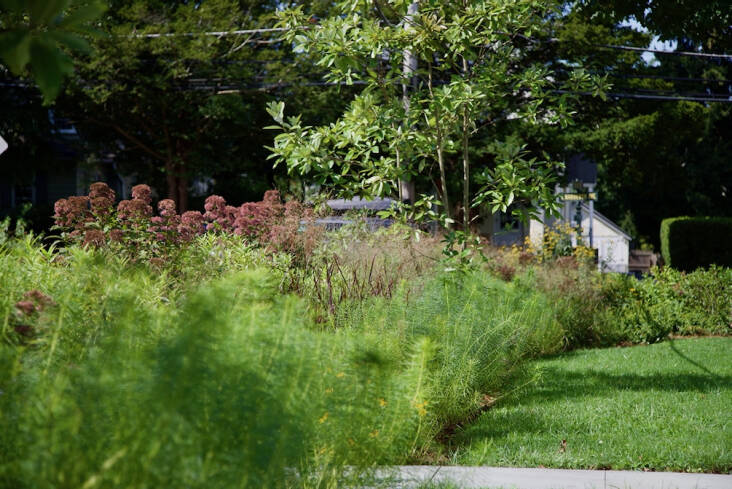 This garden features a bioswale that was exacavated from the lawn to create a depression to hold rainwater and act as a filter strip to the road.