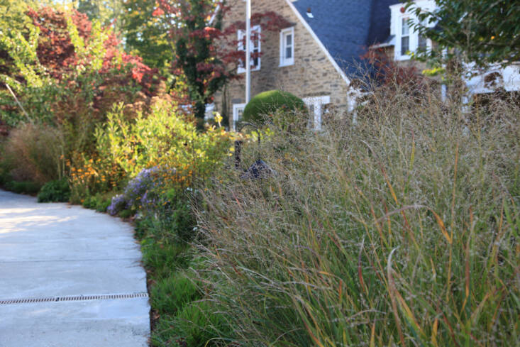 Refugia uses switchgrass, like Panicum virgatum \2\16;Shenandoah\2\17; seen here in the foreground, in its rain gardens because its dense clumps slow water down and its vigorous root system helps water soak back into the ground.