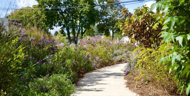 For the Bryn Mawr Film Institute garden, Refugia Design replaced turf grass with a filter strip and basin to one side of the pathway that reduces runoff from the adjacent parking lot. As a bonus: the more robust plantings are a more immersive experience for visitors.