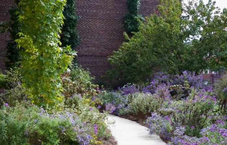 Refugia\2\17;s garden for the Bryn Mawr Film Institute manages runoff from the roof and neighboring parking lot through a mix of diverse flowering perennials and grasses with a variety of root depths.