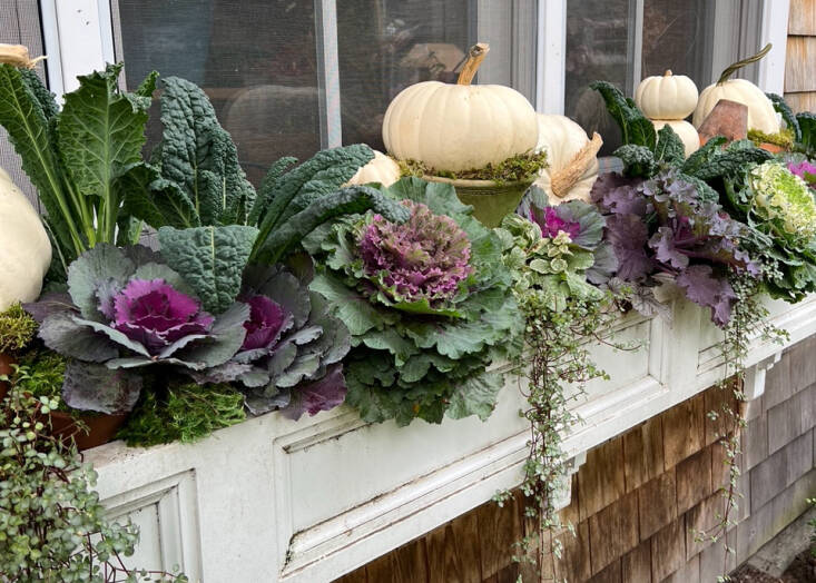 Ornamental kale and cabbages are frost-tolerant.