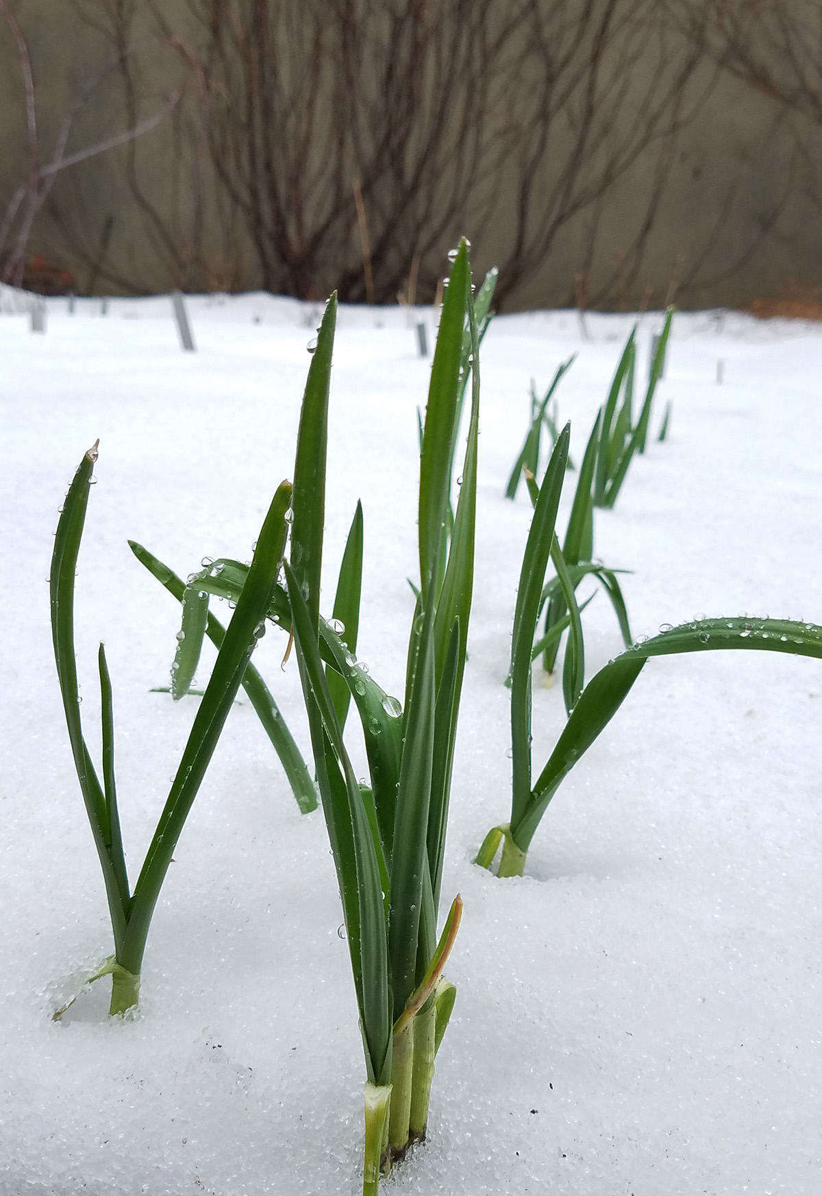 WinterPlanting:WhattoPlantinYourGardeninDecember