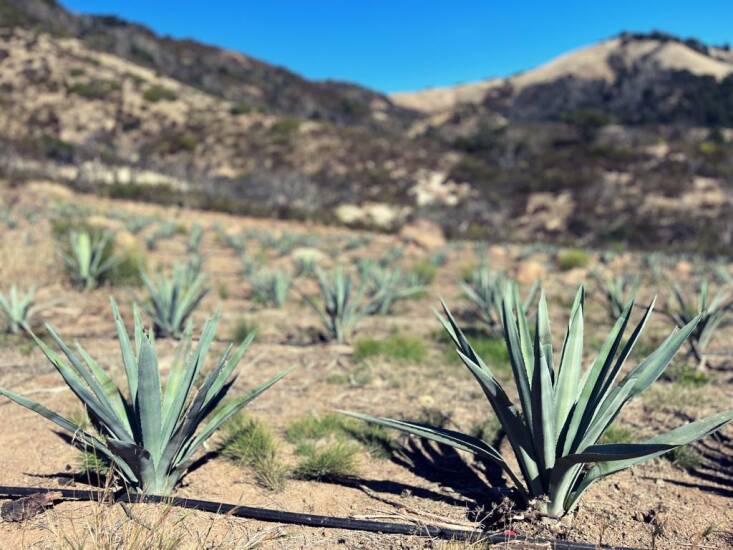 A field of blue Weber agave growing bigger and stronger every year.