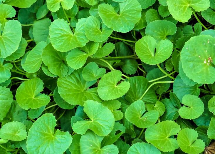 Sow Exotic Nursery sells potted Gotu Kola, also known as Indian pennywort and Asiatic pennywort, for \$\19.95 each.