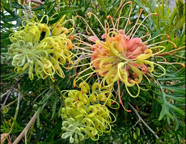 Photograph of Grevillea ‘Peaches and Cream’ via Bloomables.
