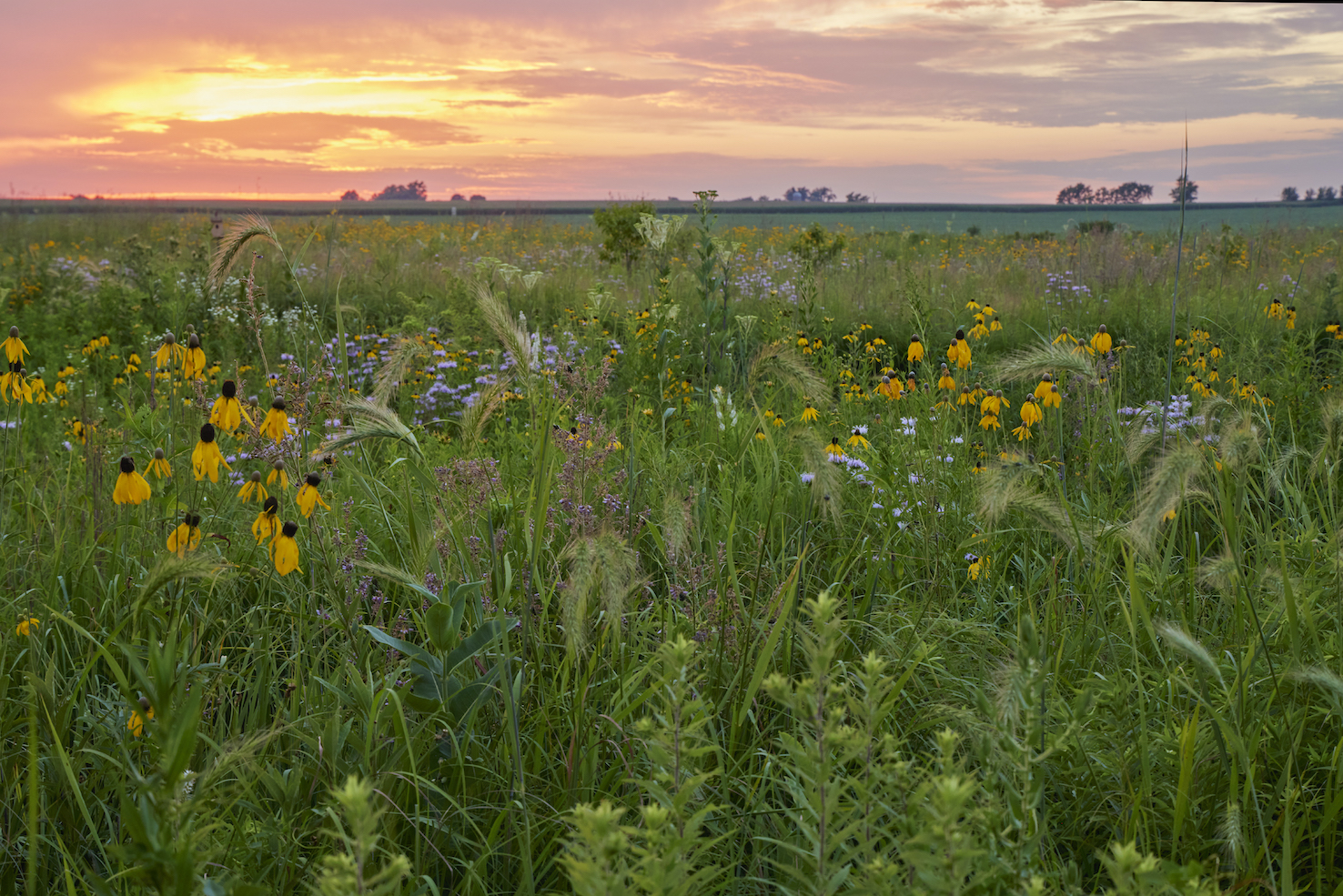 The Low-Impact Garden' Sneak Peek: Jack Pizzo's Prairie Garden in