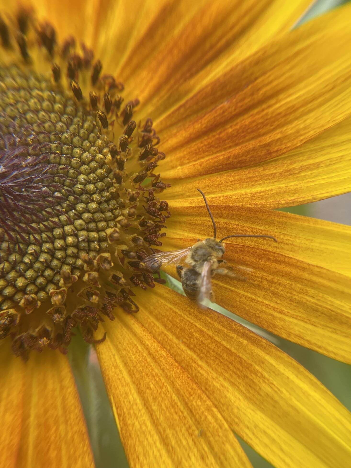 Native Bees: How to Help the At-Risk Pollinators