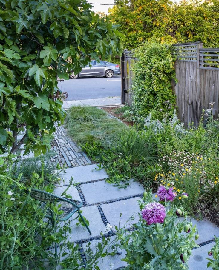 This driveable meadow features ledgestones on the sides and Carex praegracilis in the middle.