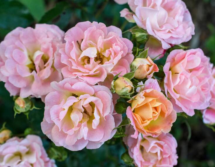 Photograph of Rosa ‘Peach Drift’ via Star Roses and Plants.