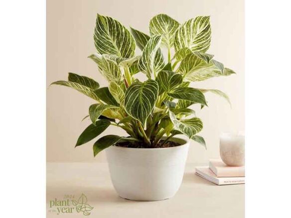 Philodendron Birkin Plant