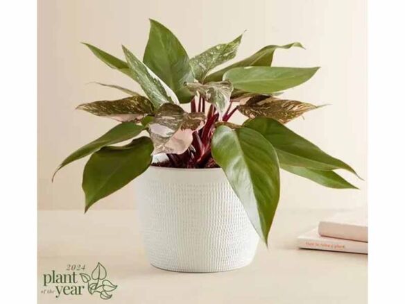 Philodendron Pink Princess Plant