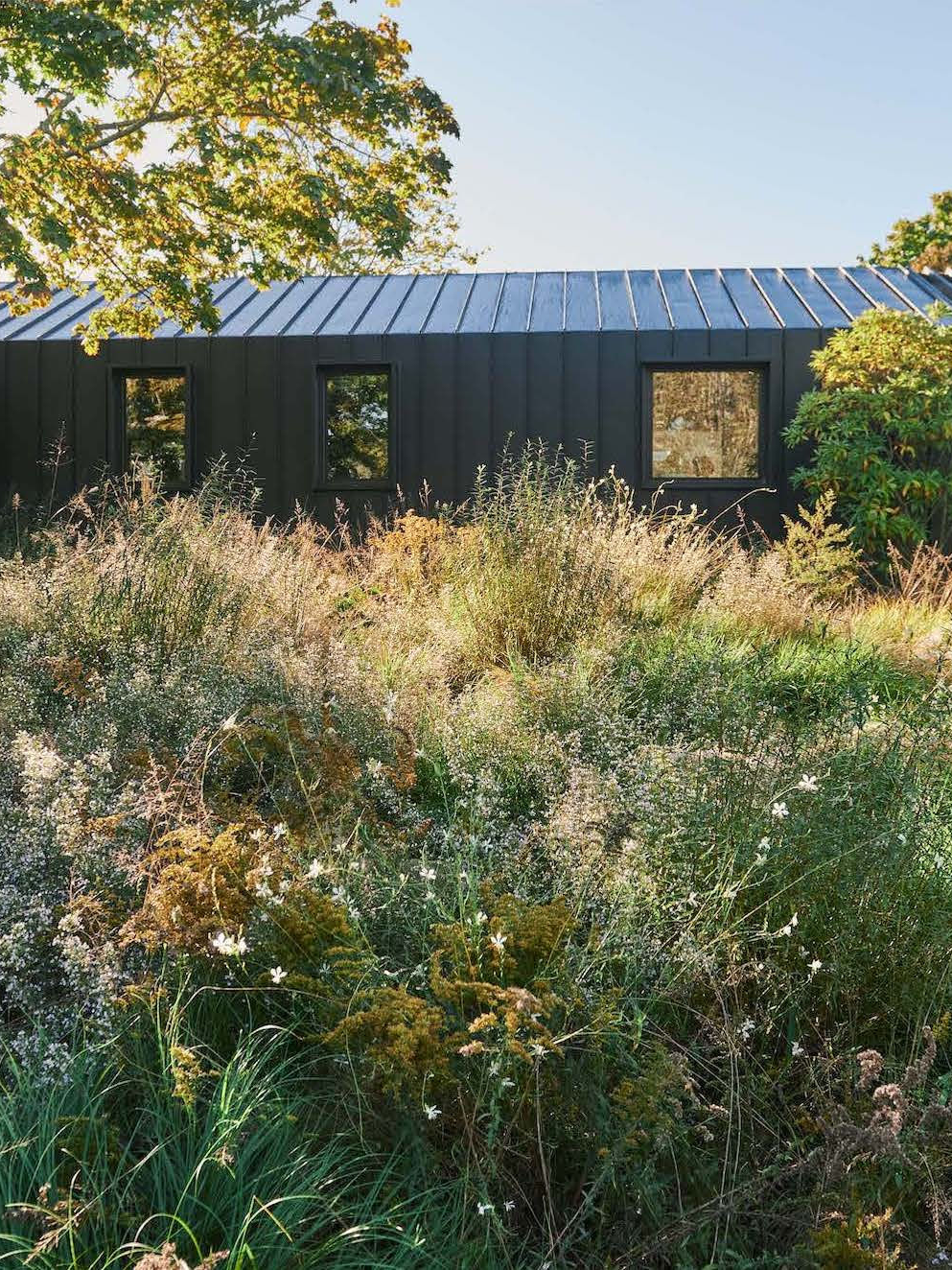 Juniper: A Native Spice on a Tree Near You Web Story - Gardenista