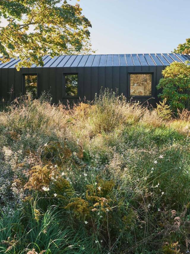 A Meadow Front Yard for Martin Architects by deMauro + deMauro Web Story