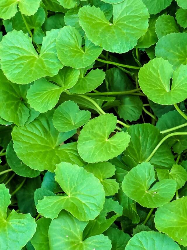 Gotu Kola: How to Grow the Plant, Also Called Indian Pennywort Web Story