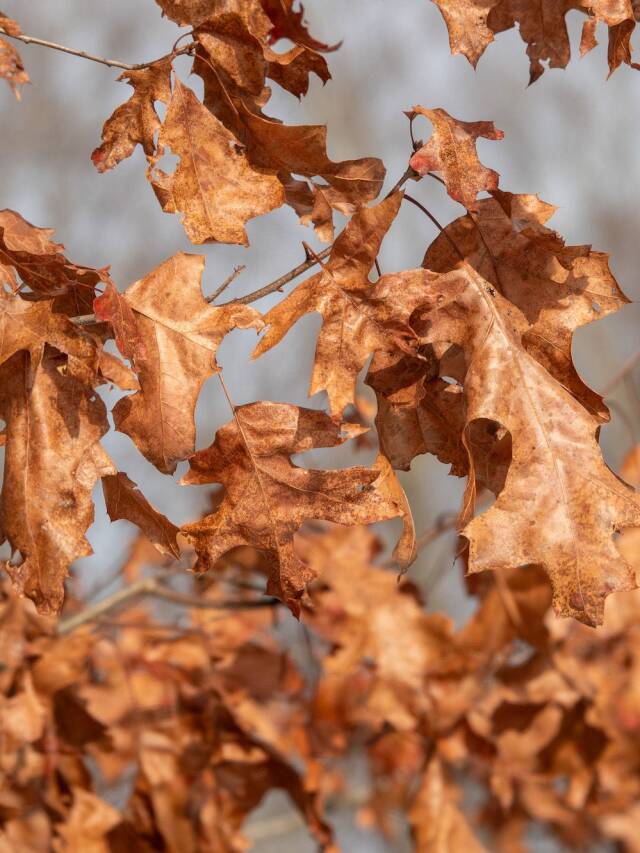 Marcescence Definition: Why Do Leaves Stay on Trees in the Winter? Web Story