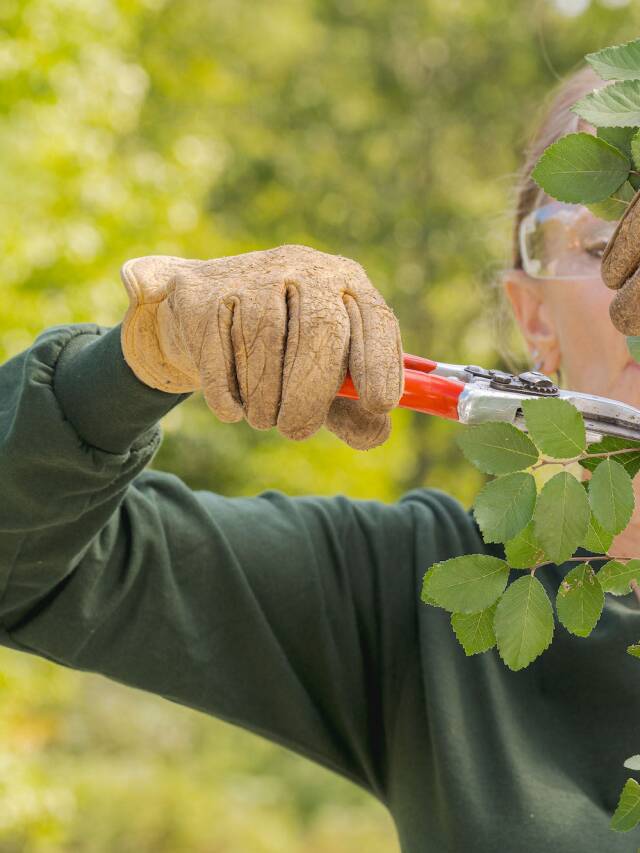 NYBG’s Plant Studio: Online Classes for Beginner Gardeners at the New York Botanical Garden Web Story