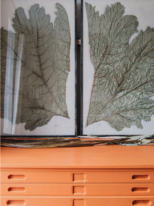 Pressed Gunnera Leaves: Tom Berington’s House of Herbaria Art Web Story