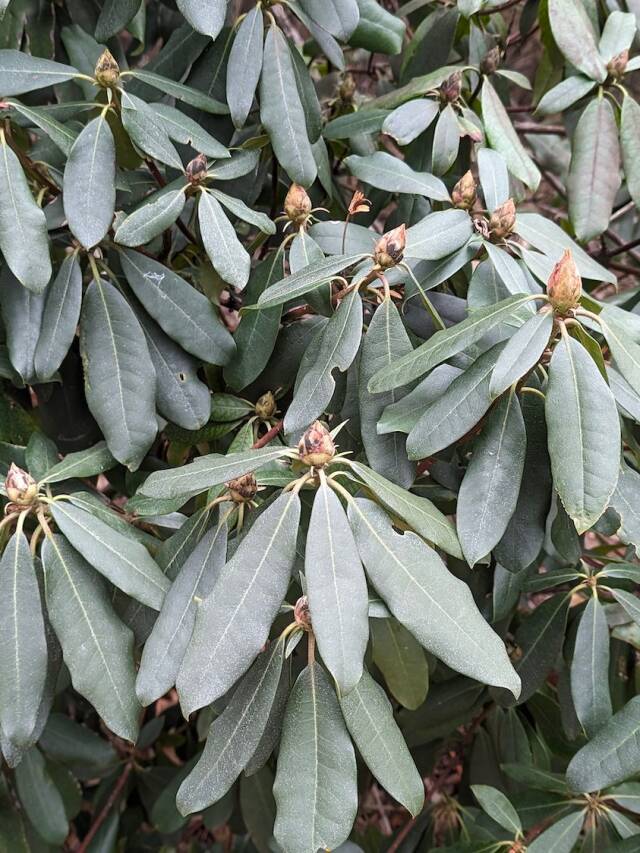 Thermonasty: Why Rhododendrons’ Leaves Curl in the Winter Web Story
