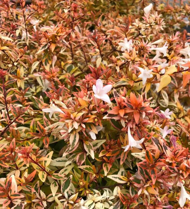 Photograph of Abelia ‘Suntastic Peach‘ via Sunset Plant Collection.