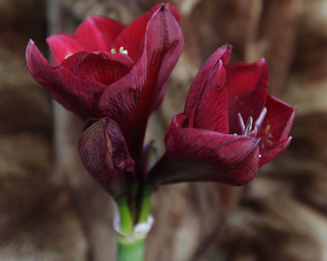 Amaryllis,Poinsettia,ChristmasCactusandOtherSeasonalHouseplants:CareGuide