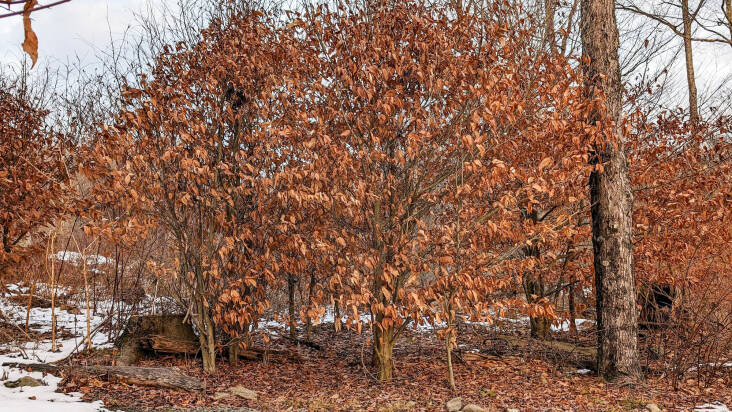 A stand of young beech trees at the forest edge offers an unexpected mid-winter sight: leaves still on trees.