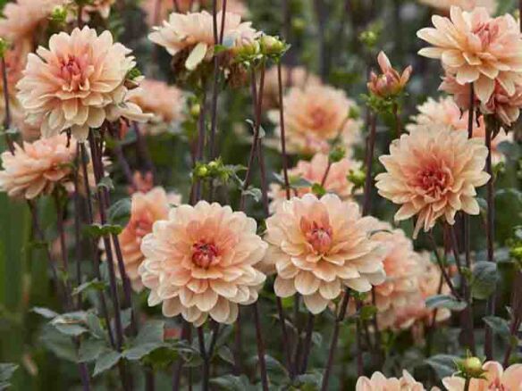 Dahlia Bulbs (Waterlily) – Apricot Desire