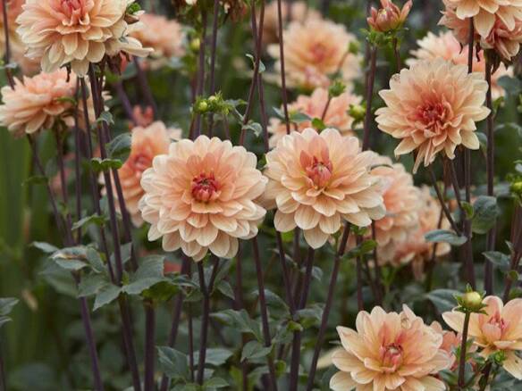 5 Favorites: Peachy Plants Similar to Pantone’s Color of the Year