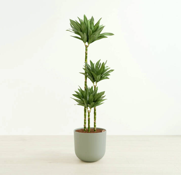 Easyplant’s top plant in their 2024 trends report is the Dracaena Janet Craig Compacta; $269 (in a self-watering pot) at Easyplant.