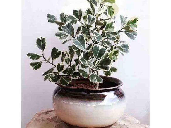 Ficus Triangularis Variegata Plant