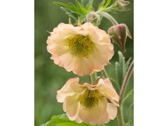 Geum Apricot Pearl