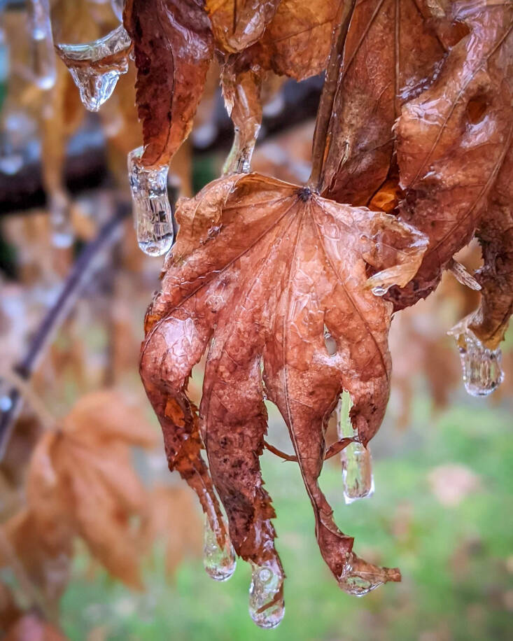 A Japanese maple with marcescence after an ice storm.