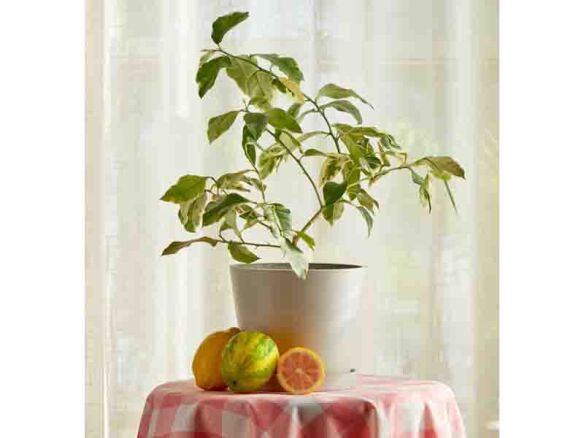 Variegated Pink Lemon Tree